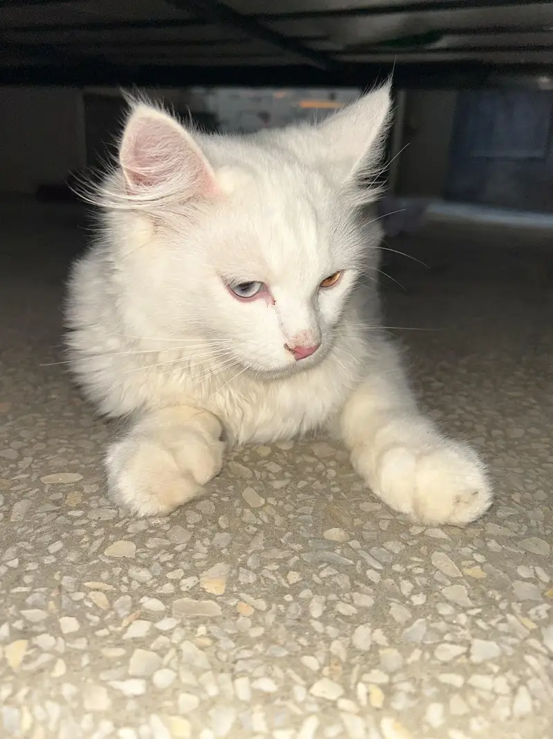 Persian Male cat. — photo 4