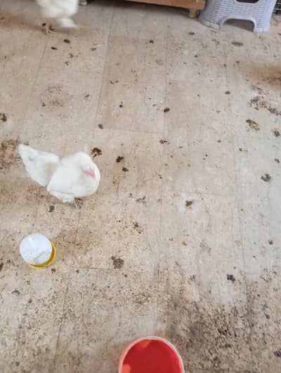 hen pure White