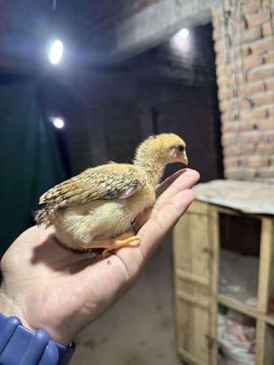 Aseel chicks for sale
