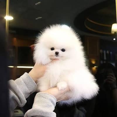 TEA CUP Siz |Pomeranian Pupps | Shitzu Pupp | Toy Breed Pupps For Sale