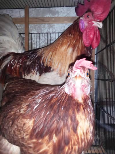 mesri murga or murgi  urgent sale