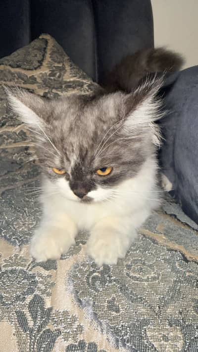 Persian cat