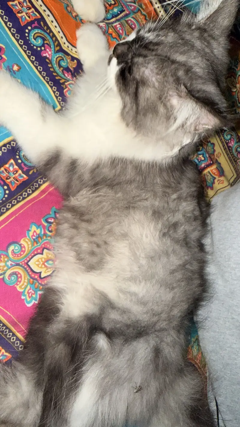 Persian cat — photo 2