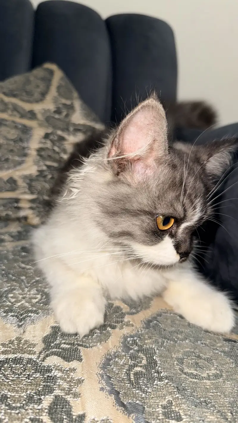 Persian cat — photo 3