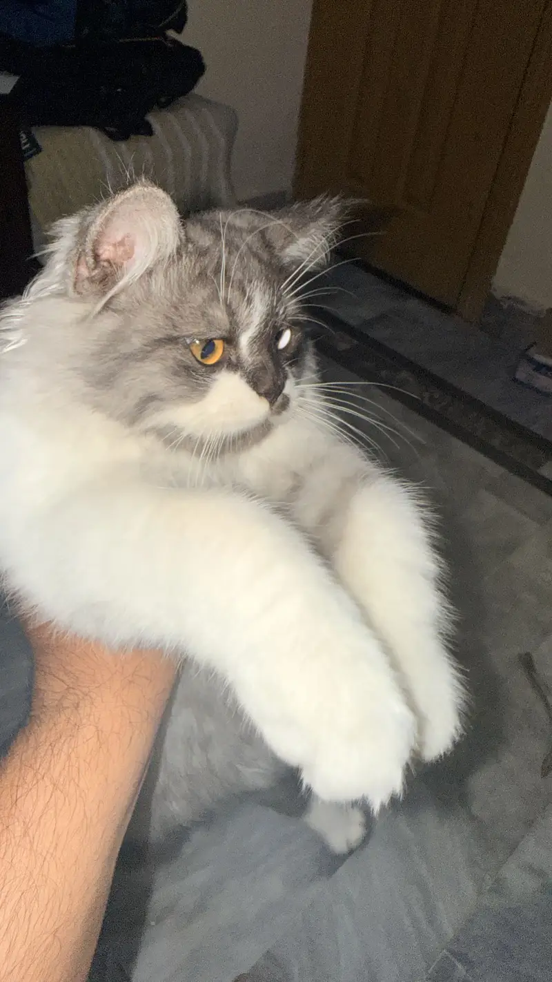 Persian cat — photo 4