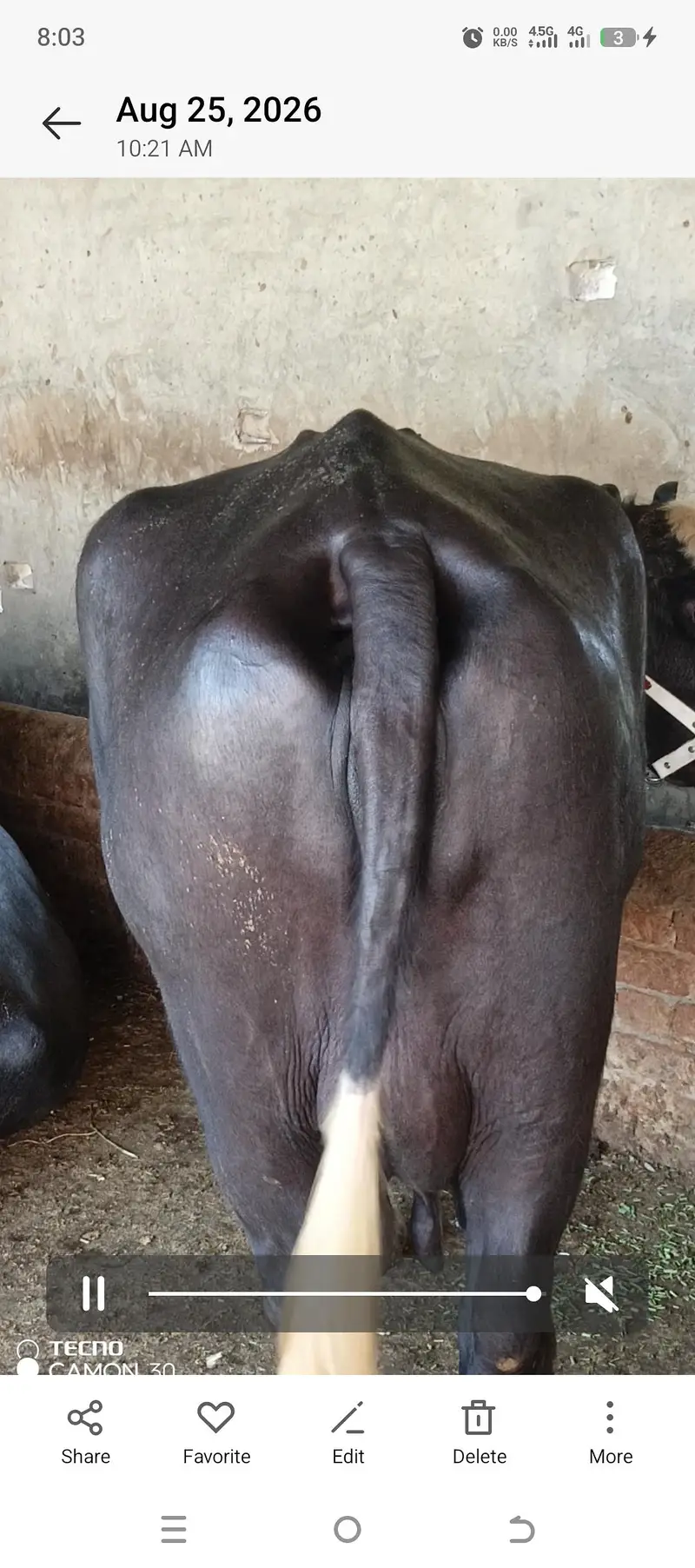 pure neli ki bafflow — photo 4