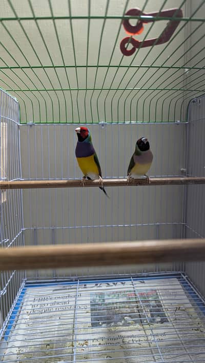 lady goudian Finche exhibition pair with cage accessories