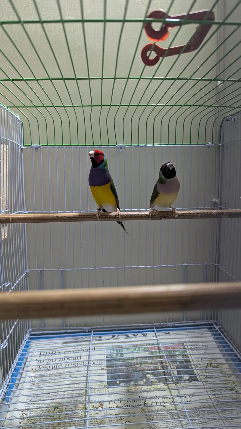 lady goudian Finche exhibition pair with cage accessories