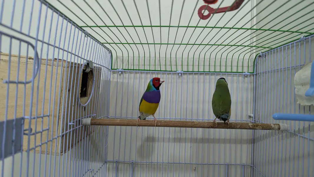 lady goudian Finche exhibition pair with cage accessories — photo 2