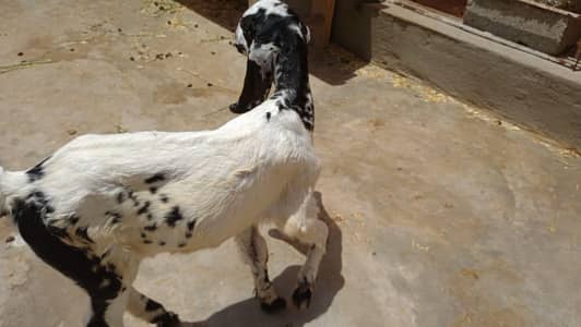 bakri