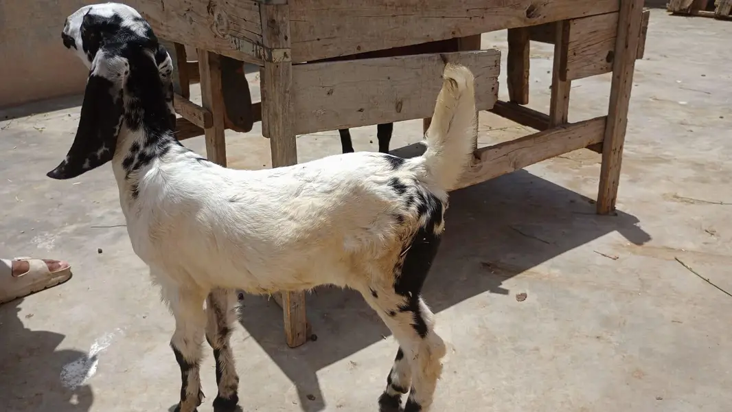 bakri — photo 2