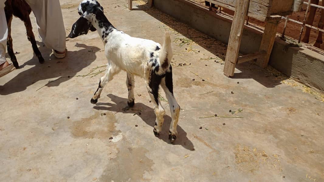 bakri 2