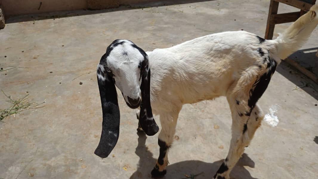bakri 3