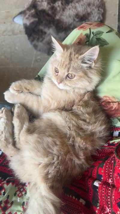 Persian Cat for Sale