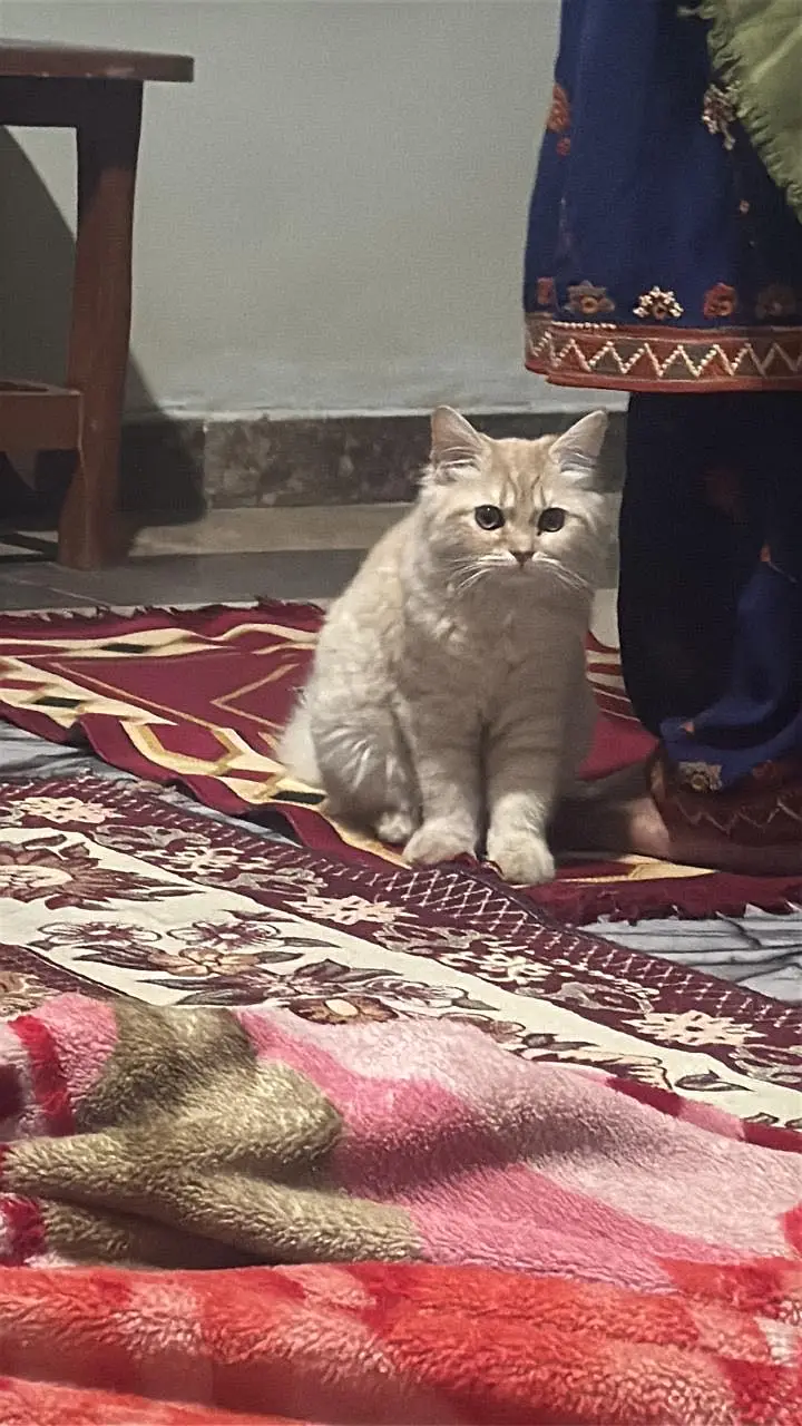 Persian Cat for Sale — photo 3