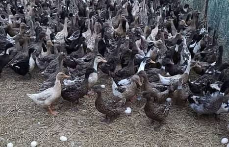 Desi Ducks Also Available