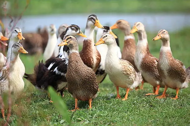 Desi Ducks Also Available — photo 2