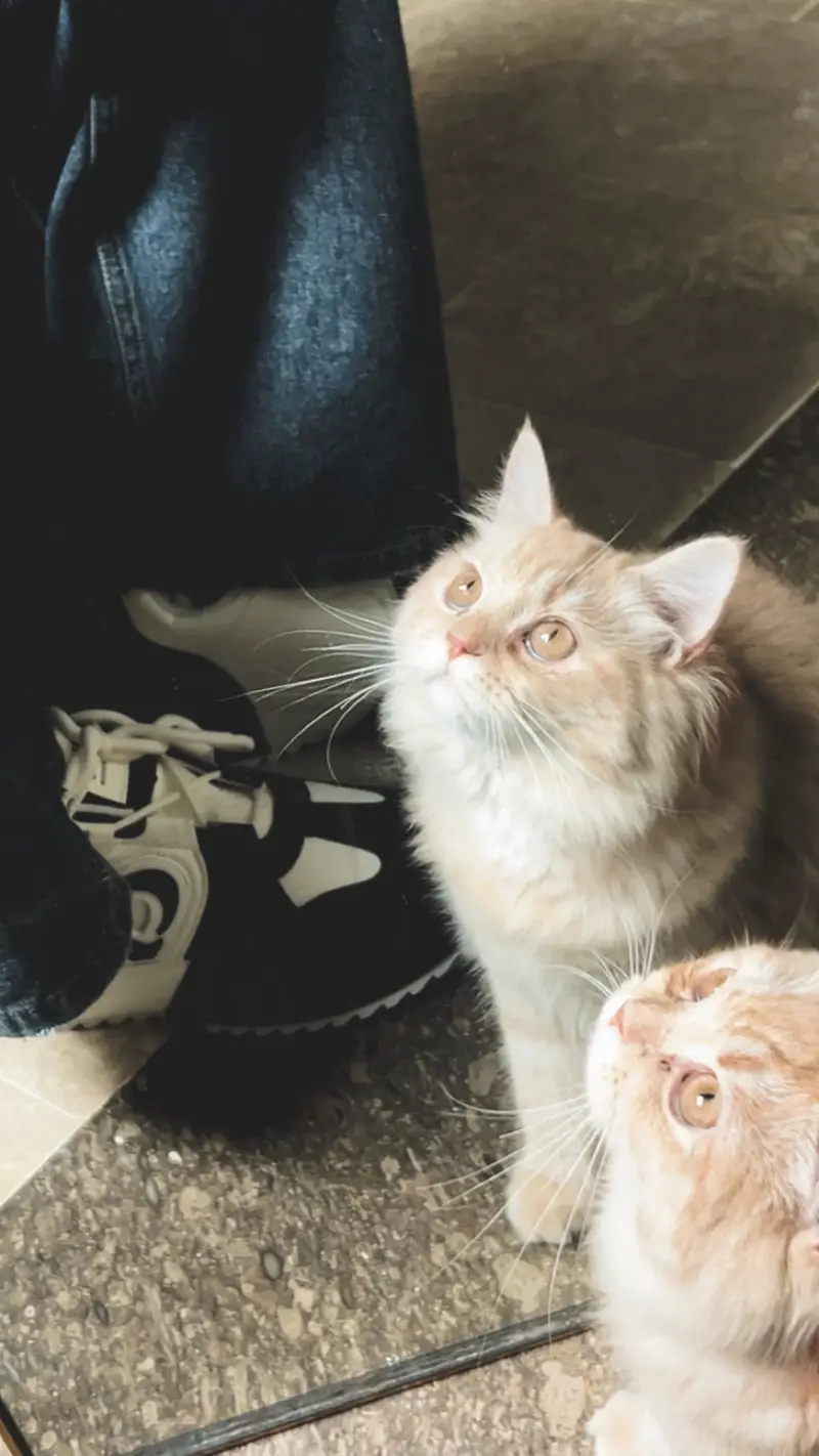 Persian Cat for Sale — photo 2