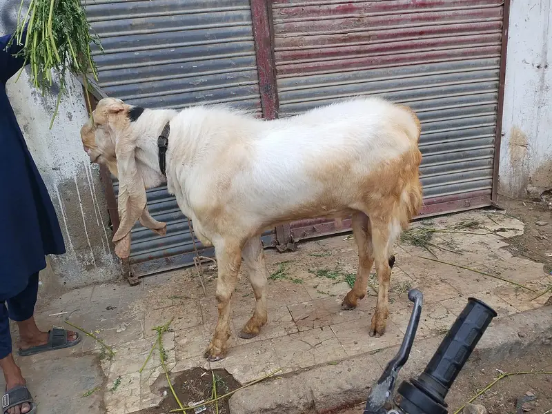 Gulabi Breader — photo 2