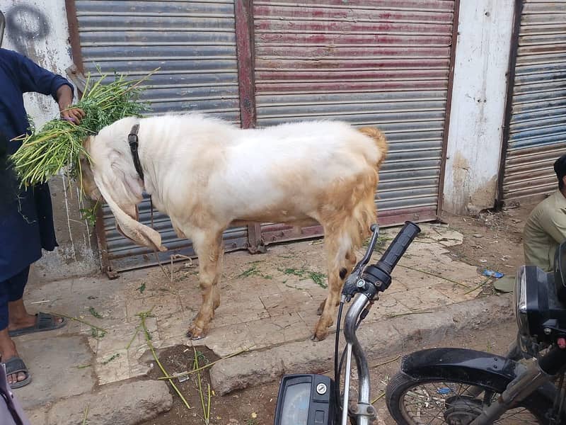 Gulabi Breader 5
