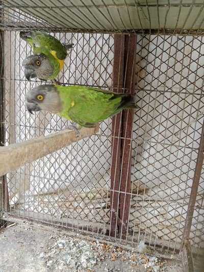 sanigal pair Raw kashmiri pair green chick conure pair