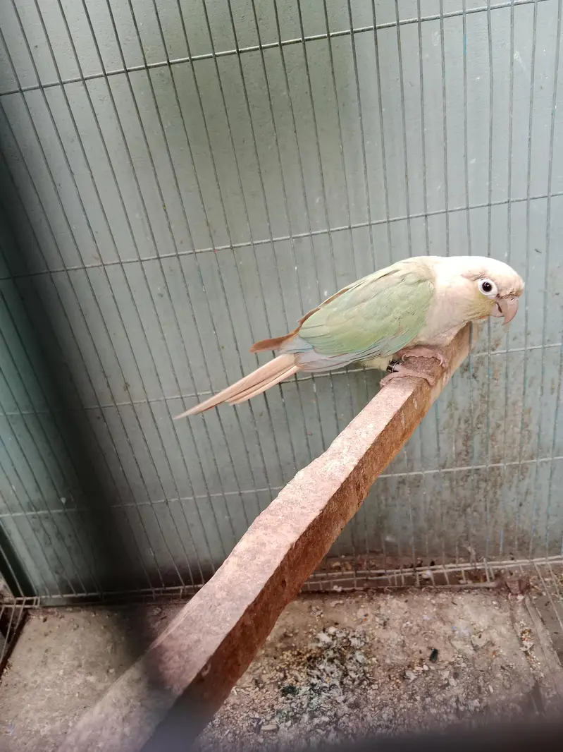 sanigal pair Raw kashmiri pair green chick conure pair — photo 2