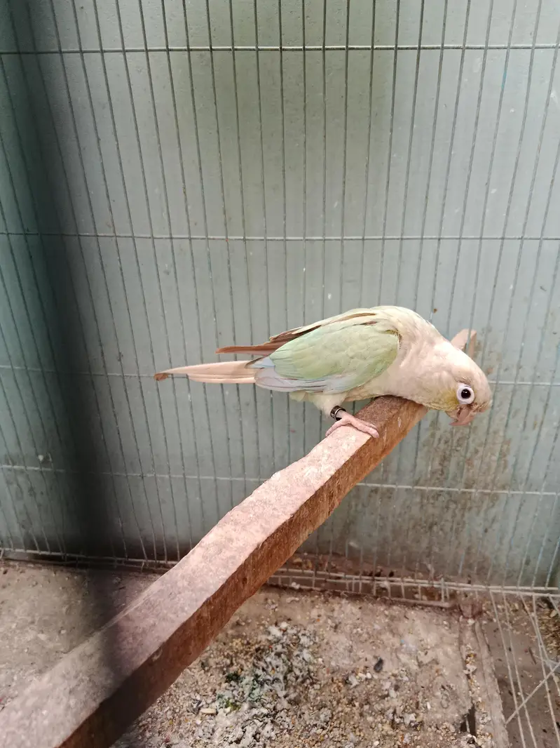 sanigal pair Raw kashmiri pair green chick conure pair — photo 3