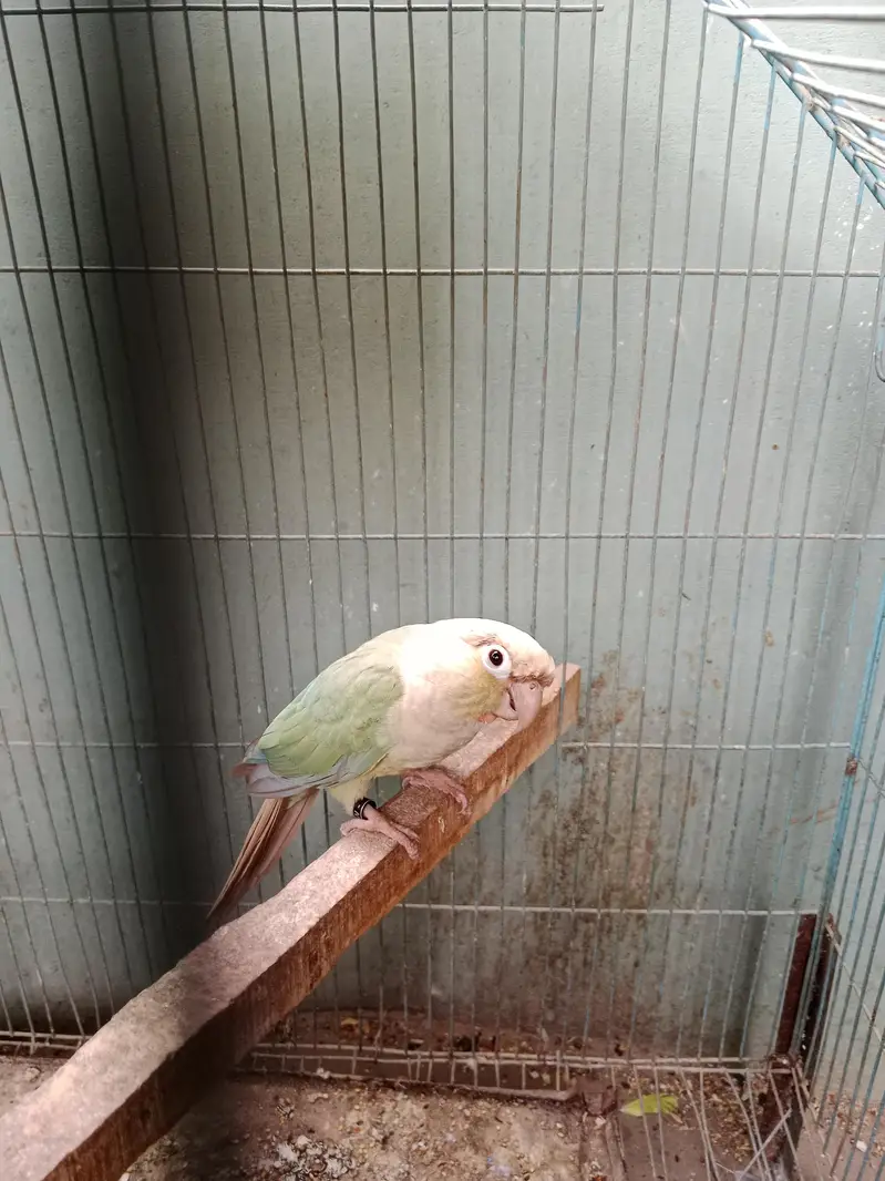 sanigal pair Raw kashmiri pair green chick conure pair — photo 4