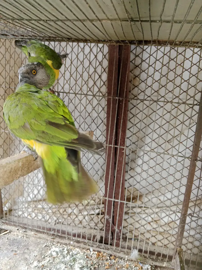 sanigal pair Raw kashmiri pair green chick conure pair — photo 5