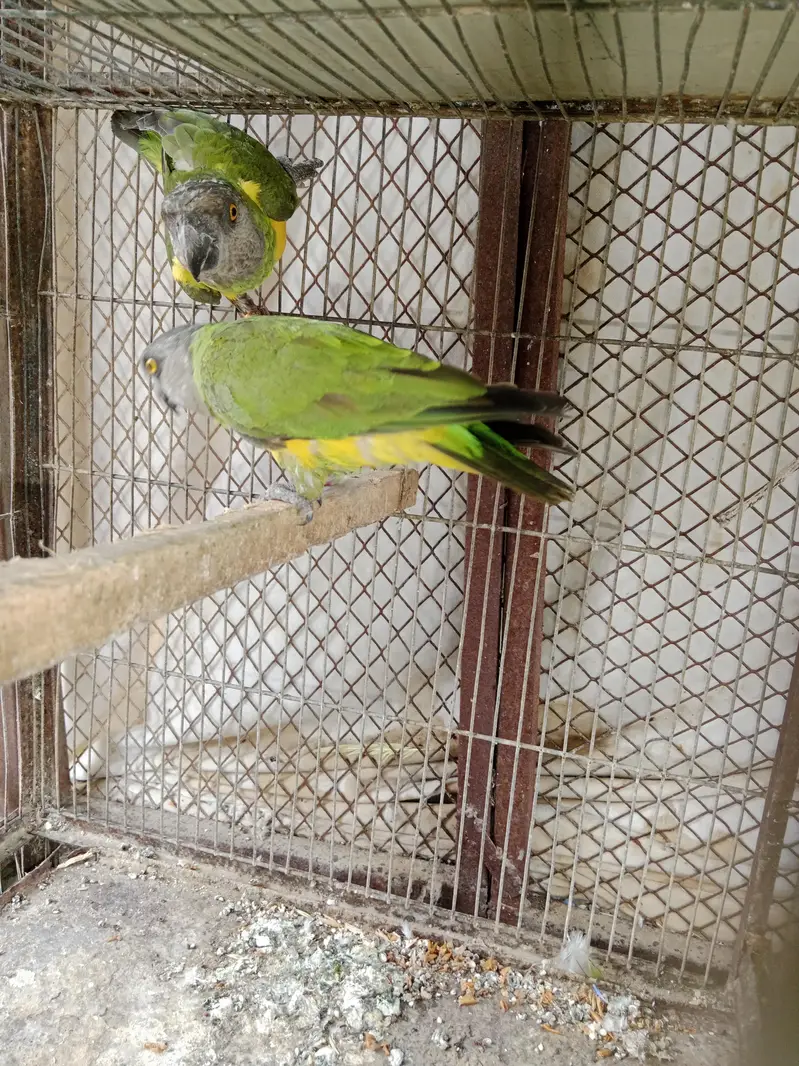 sanigal pair Raw kashmiri pair green chick conure pair — photo 6