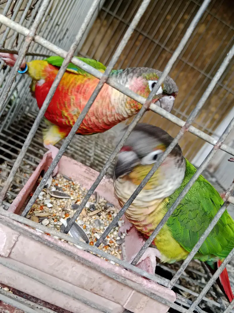 sanigal pair Raw kashmiri pair green chick conure pair — photo 7