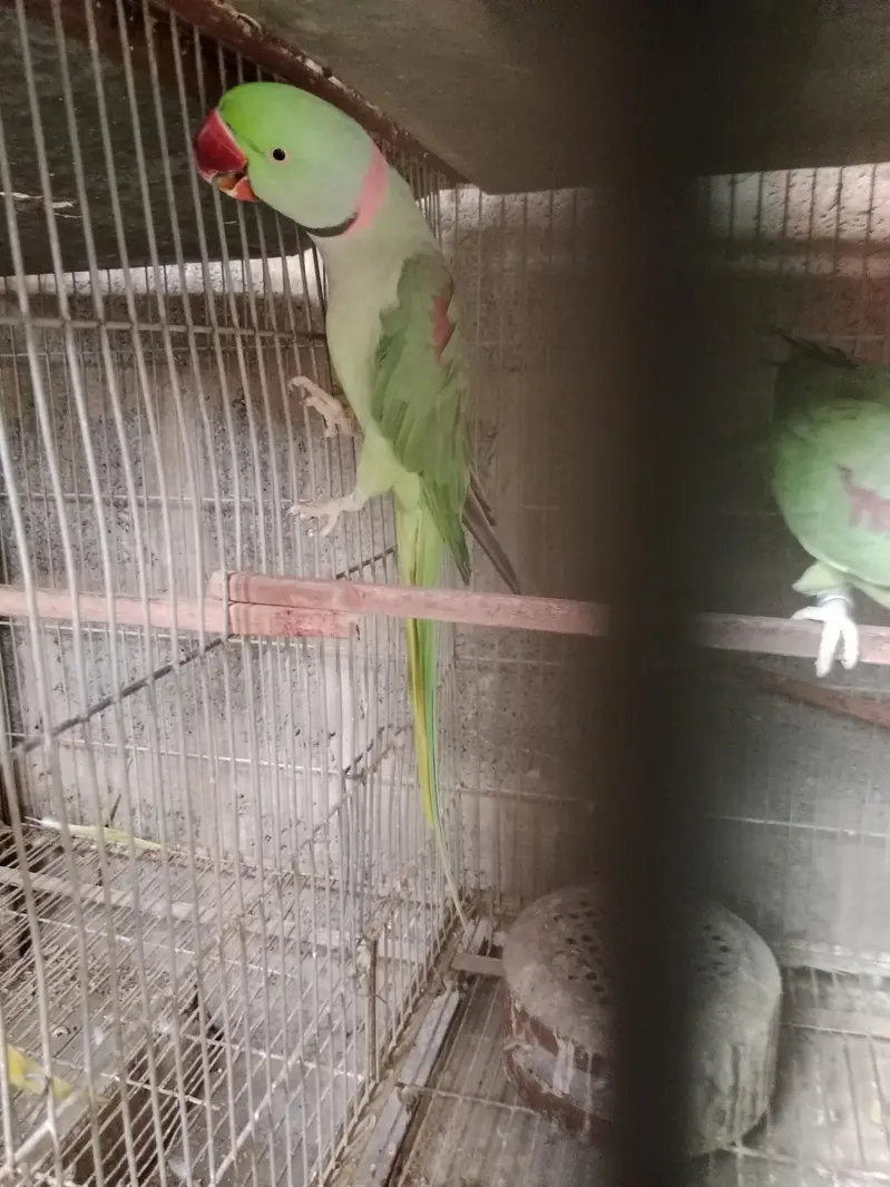 sanigal pair Raw kashmiri pair green chick conure pair — photo 9