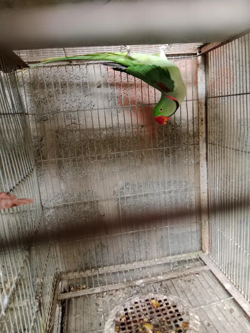 sanigal pair Raw kashmiri pair green chick conure pair — photo 10