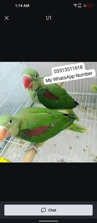 kashmiri Rai parrot for sale