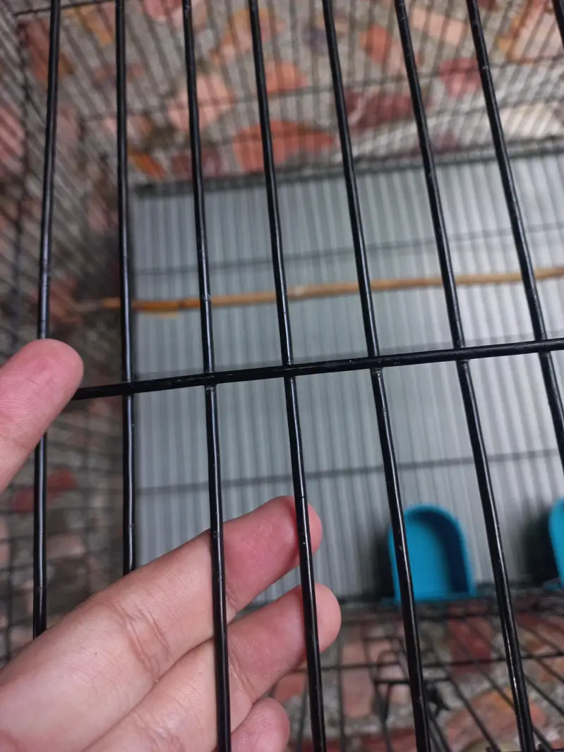 Cage pinjra — photo 2