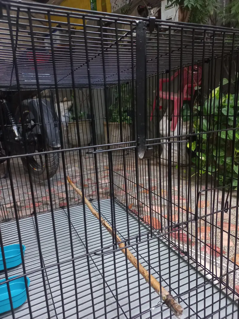 Cage pinjra — photo 7
