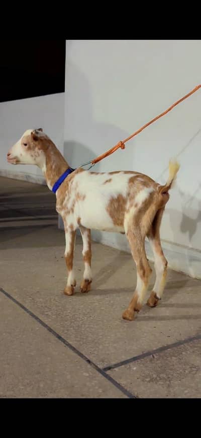 Teddi Bakra kid