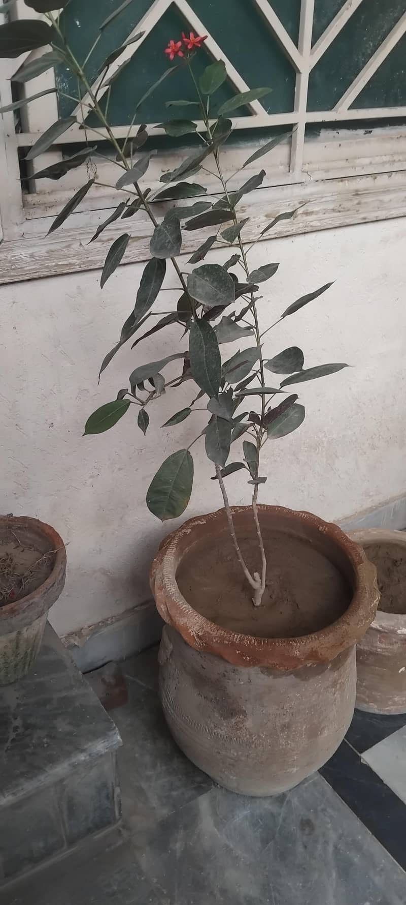 plants 0