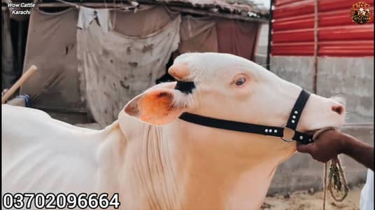 QURBANI 2027 6 PURE GULABI NUKRA BACHRA LOT FOR SALE