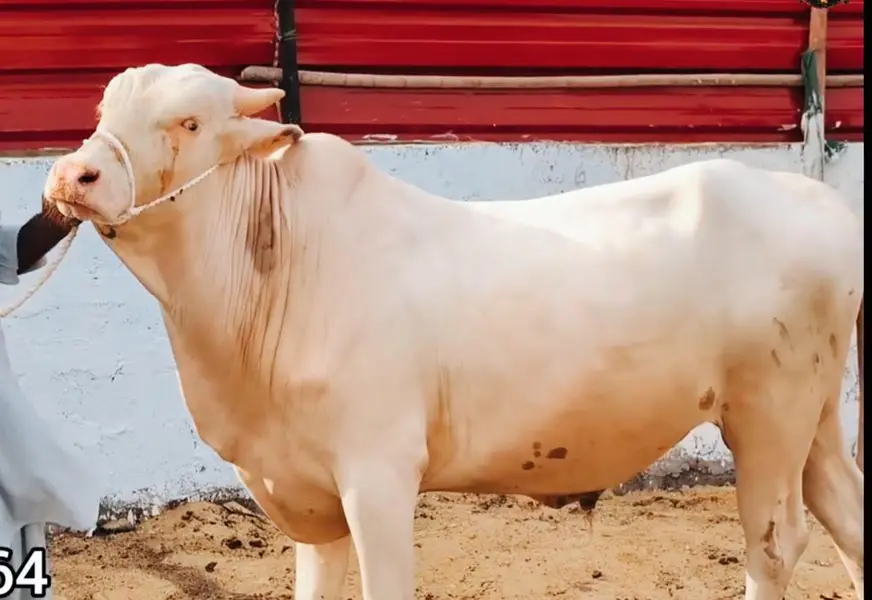 QURBANI 2027 6 PURE GULABI NUKRA BACHRA LOT FOR SALE — photo 2