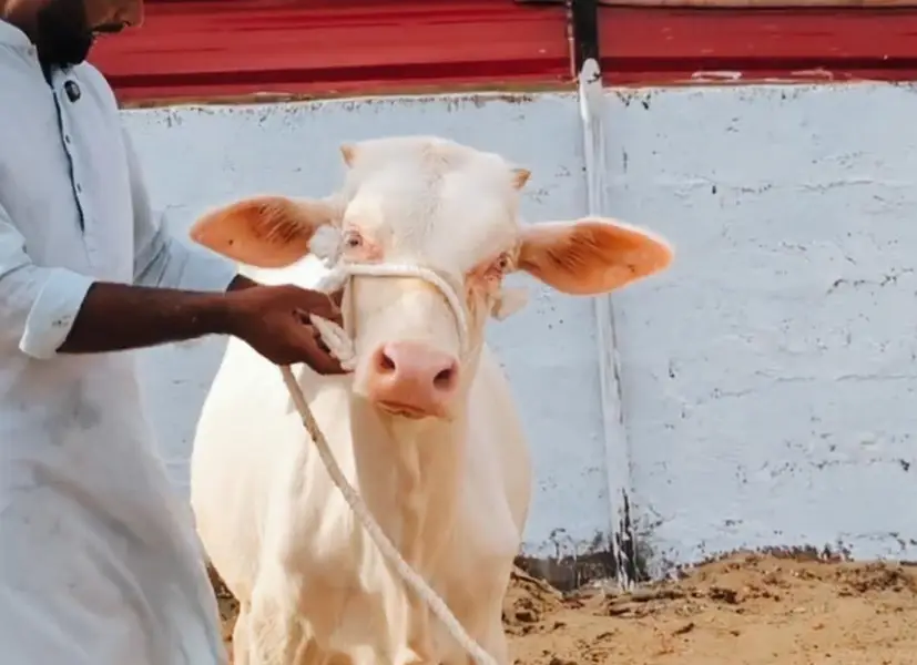 QURBANI 2027 6 PURE GULABI NUKRA BACHRA LOT FOR SALE — photo 3