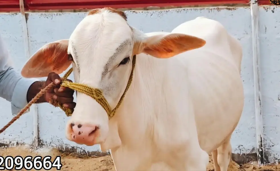 QURBANI 2027 6 PURE GULABI NUKRA BACHRA LOT FOR SALE — photo 4