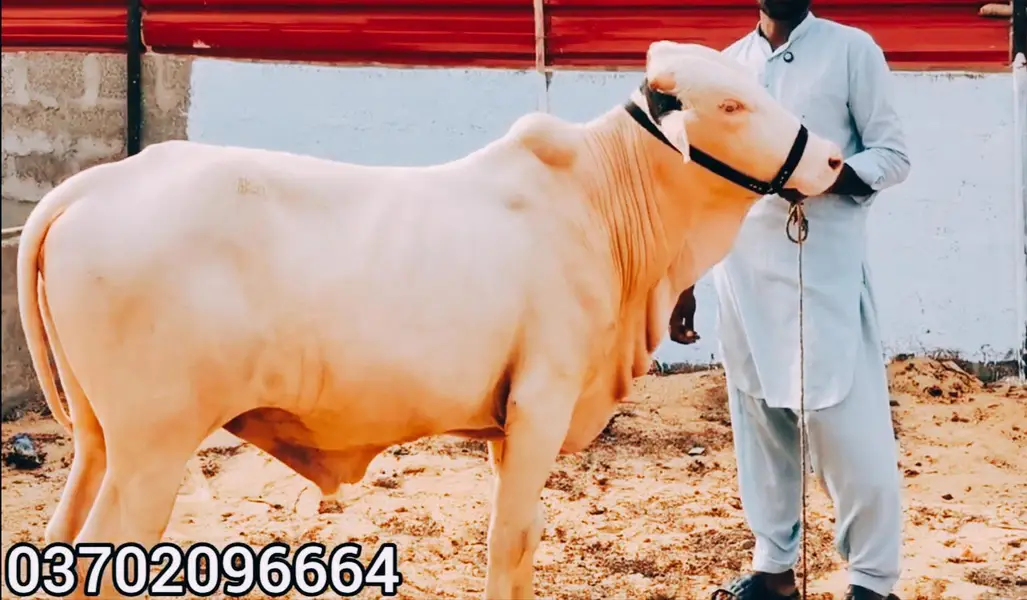 QURBANI 2027 6 PURE GULABI NUKRA BACHRA LOT FOR SALE — photo 5