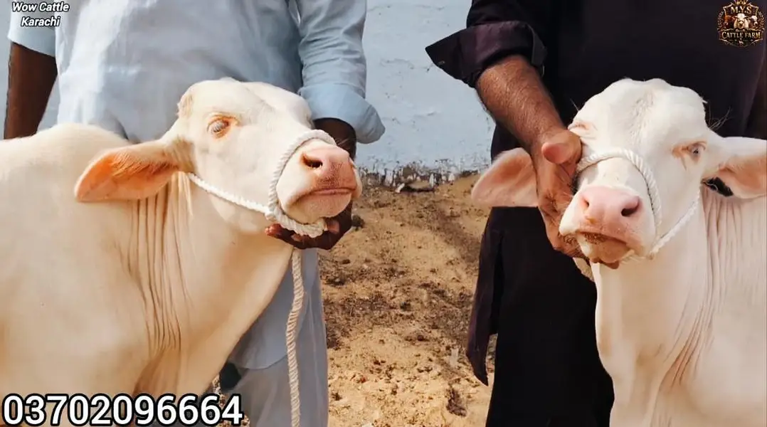 QURBANI 2027 6 PURE GULABI NUKRA BACHRA LOT FOR SALE — photo 6