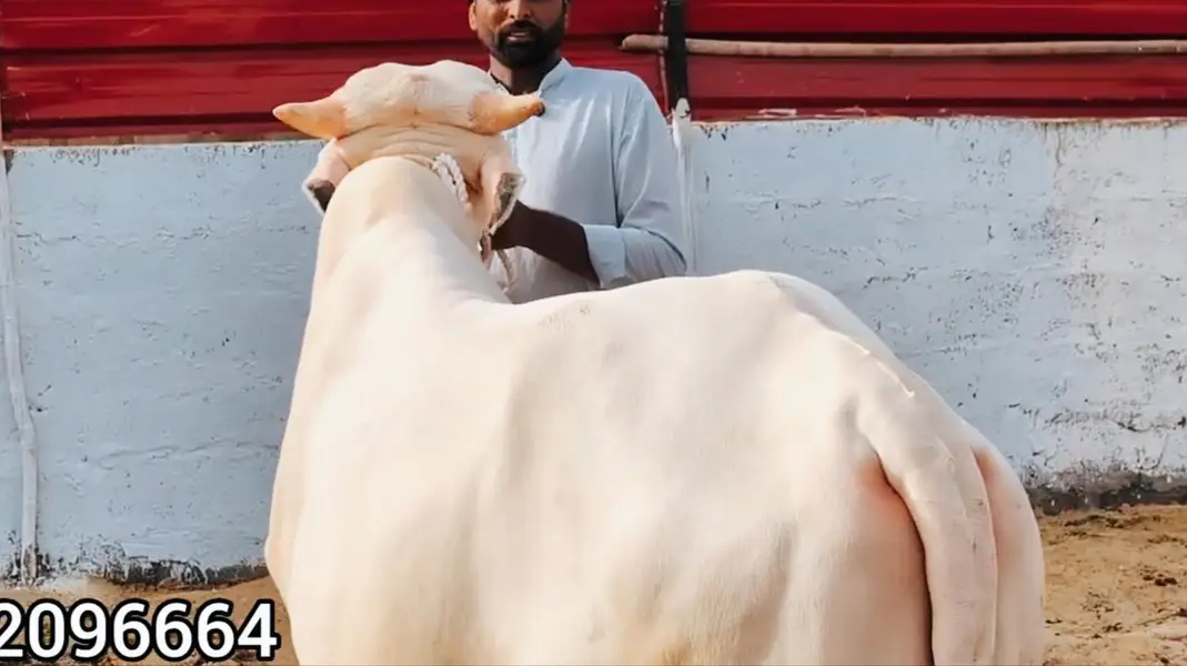 QURBANI 2027 6 PURE GULABI NUKRA BACHRA LOT FOR SALE — photo 7