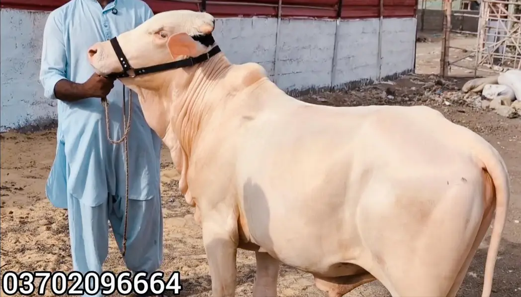 QURBANI 2027 6 PURE GULABI NUKRA BACHRA LOT FOR SALE — photo 8