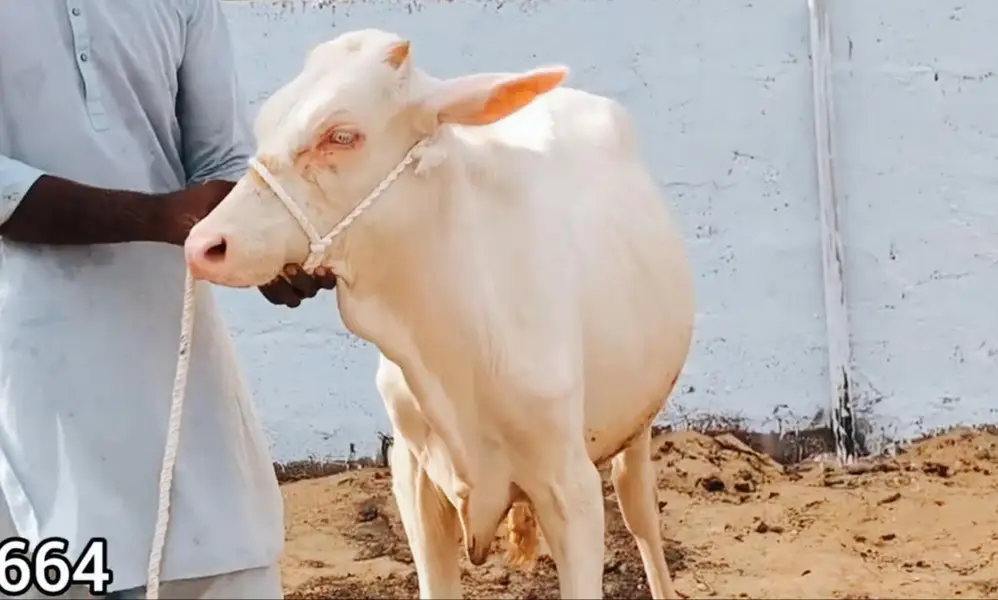 QURBANI 2027 6 PURE GULABI NUKRA BACHRA LOT FOR SALE — photo 9