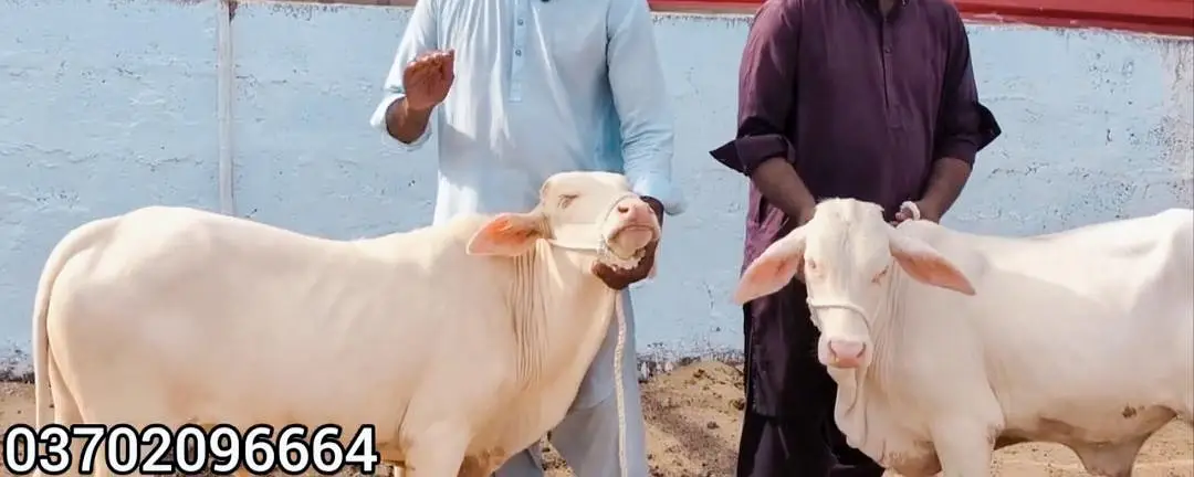 QURBANI 2027 6 PURE GULABI NUKRA BACHRA LOT FOR SALE — photo 10