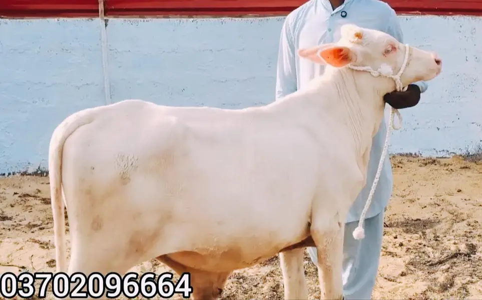 QURBANI 2027 6 PURE GULABI NUKRA BACHRA LOT FOR SALE — photo 11