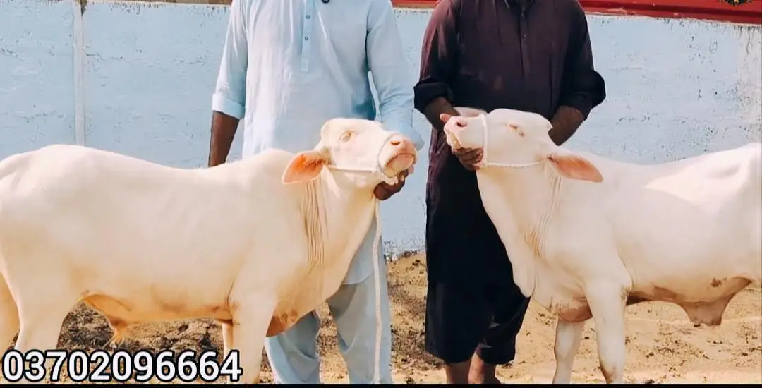 QURBANI 2027 6 PURE GULABI NUKRA BACHRA LOT FOR SALE — photo 12